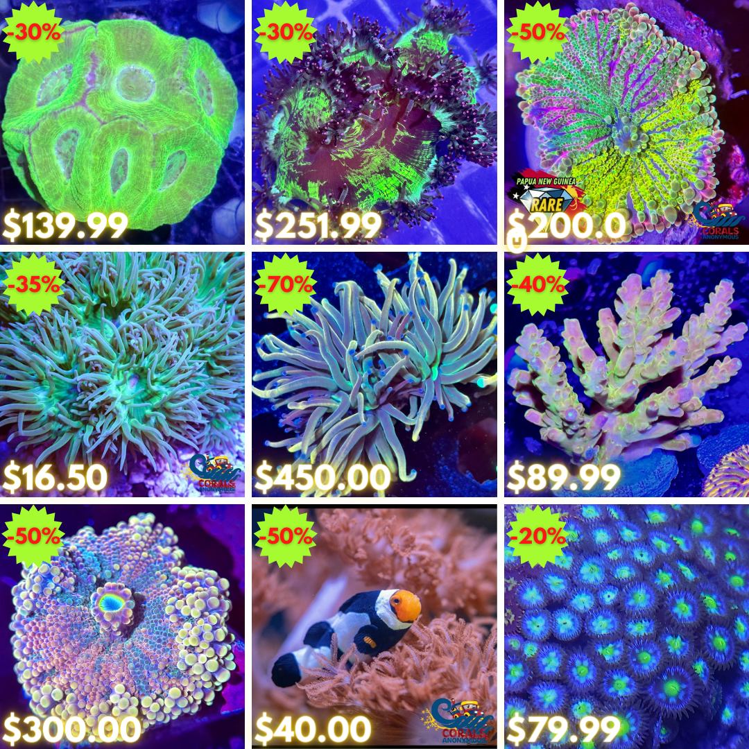 REEF2REEF COLLAGE (48).png