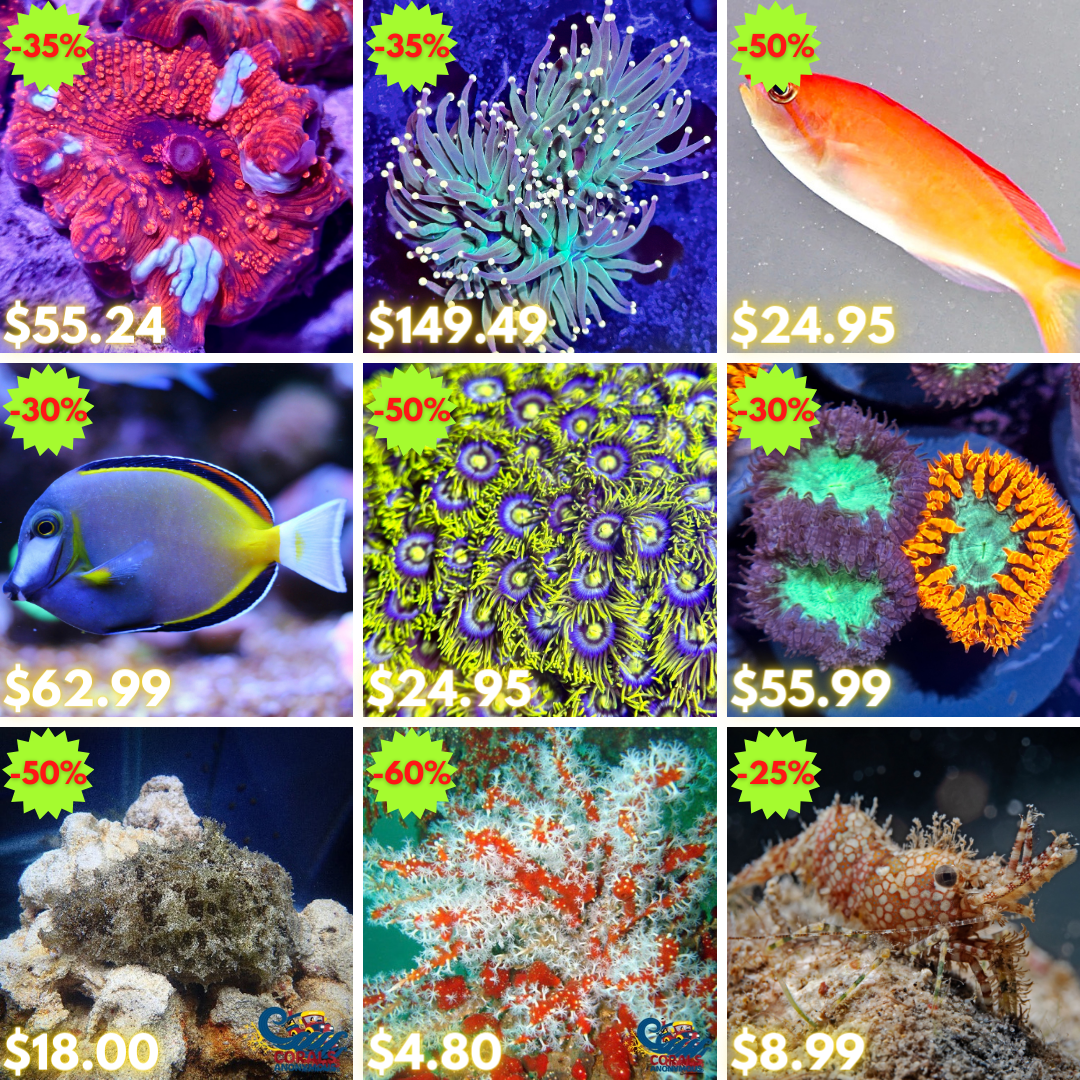 REEF2REEF COLLAGE (49).png