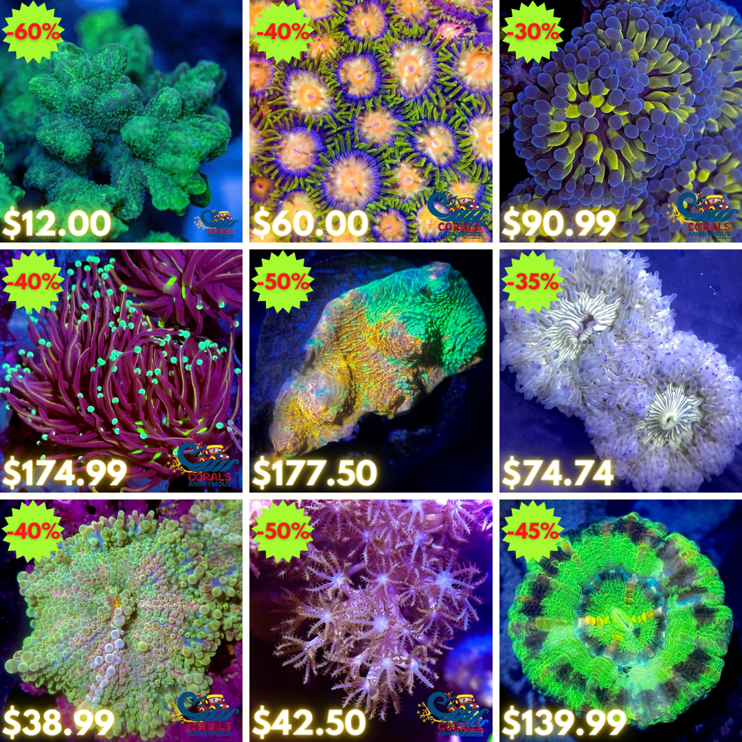 REEF2REEF COLLAGE (5).png