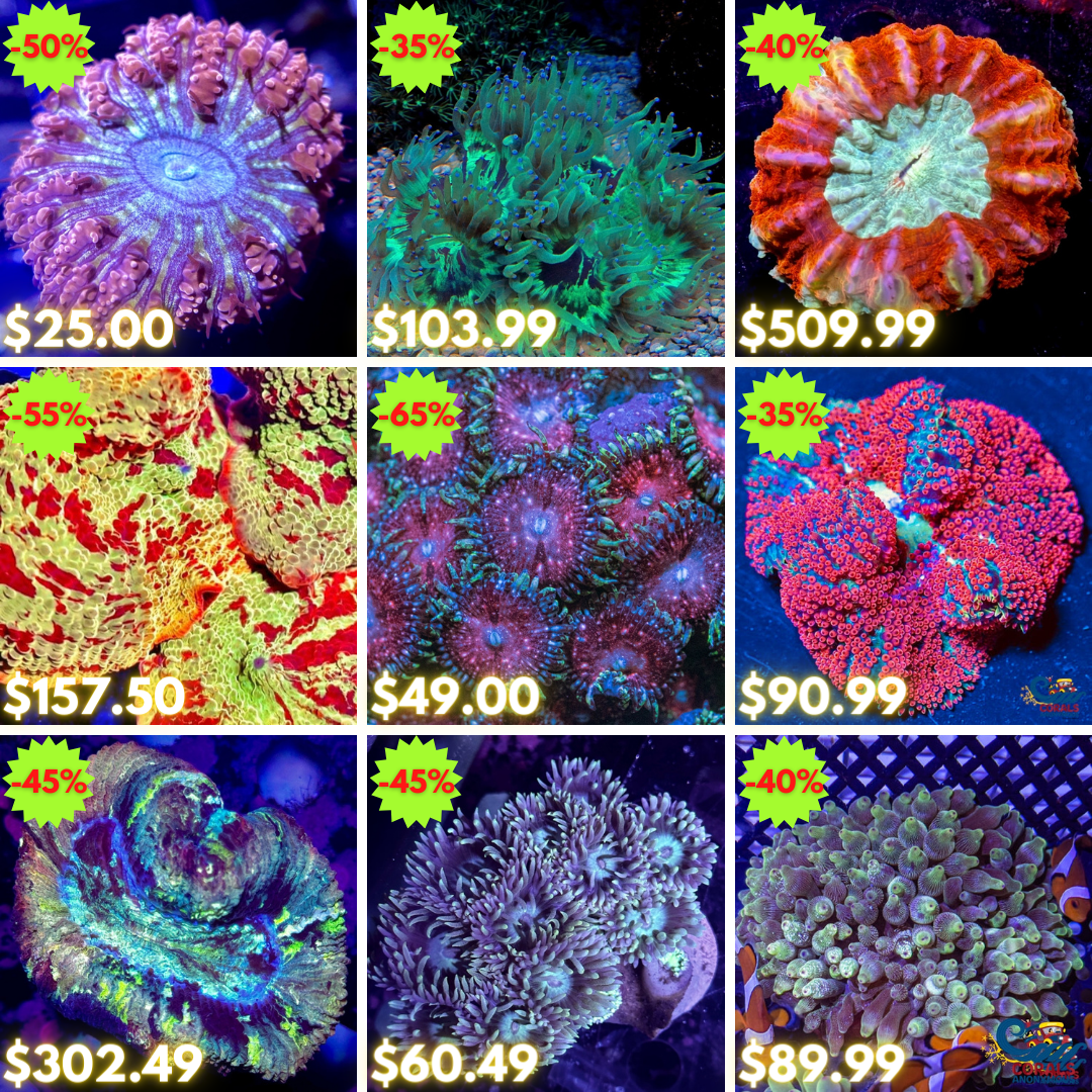 REEF2REEF COLLAGE (5).png