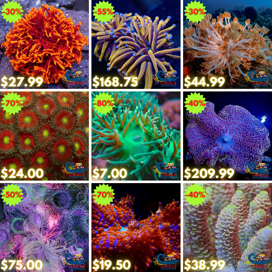 REEF2REEF COLLAGE (5).png