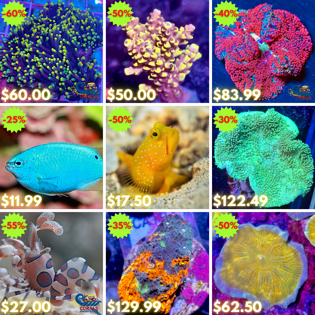 REEF2REEF COLLAGE (50).png