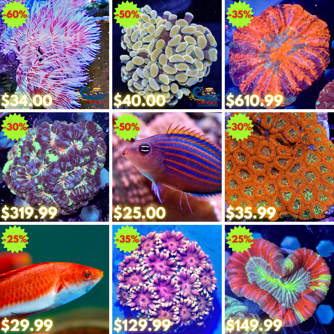 REEF2REEF COLLAGE (51).png