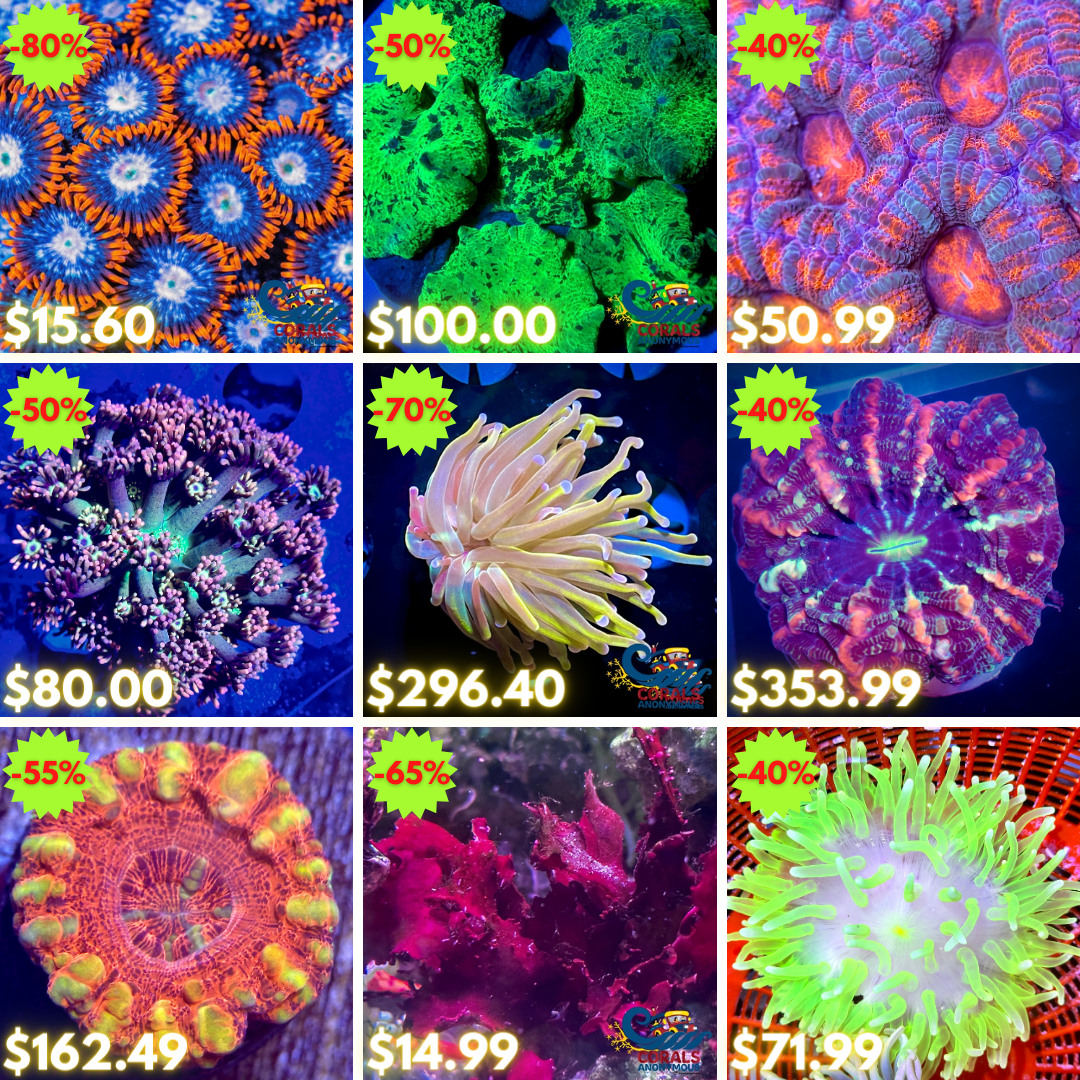 REEF2REEF COLLAGE (52).png