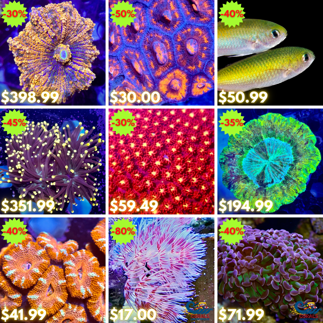 REEF2REEF COLLAGE (53).png