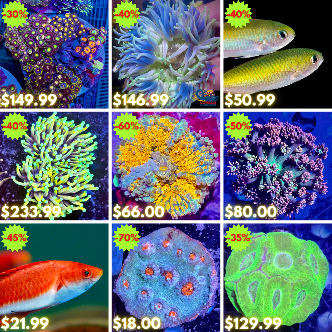 REEF2REEF COLLAGE (54).png