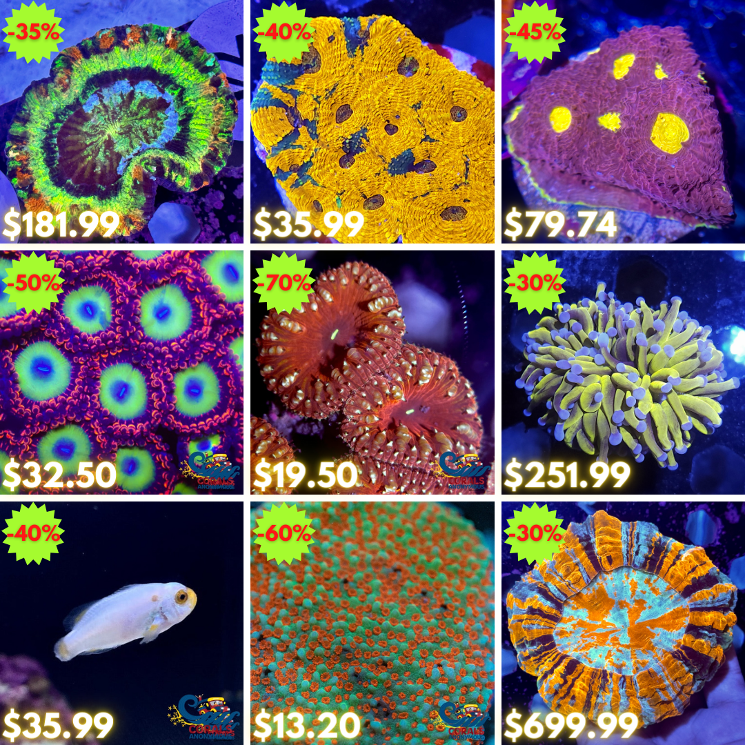 REEF2REEF COLLAGE (55).png