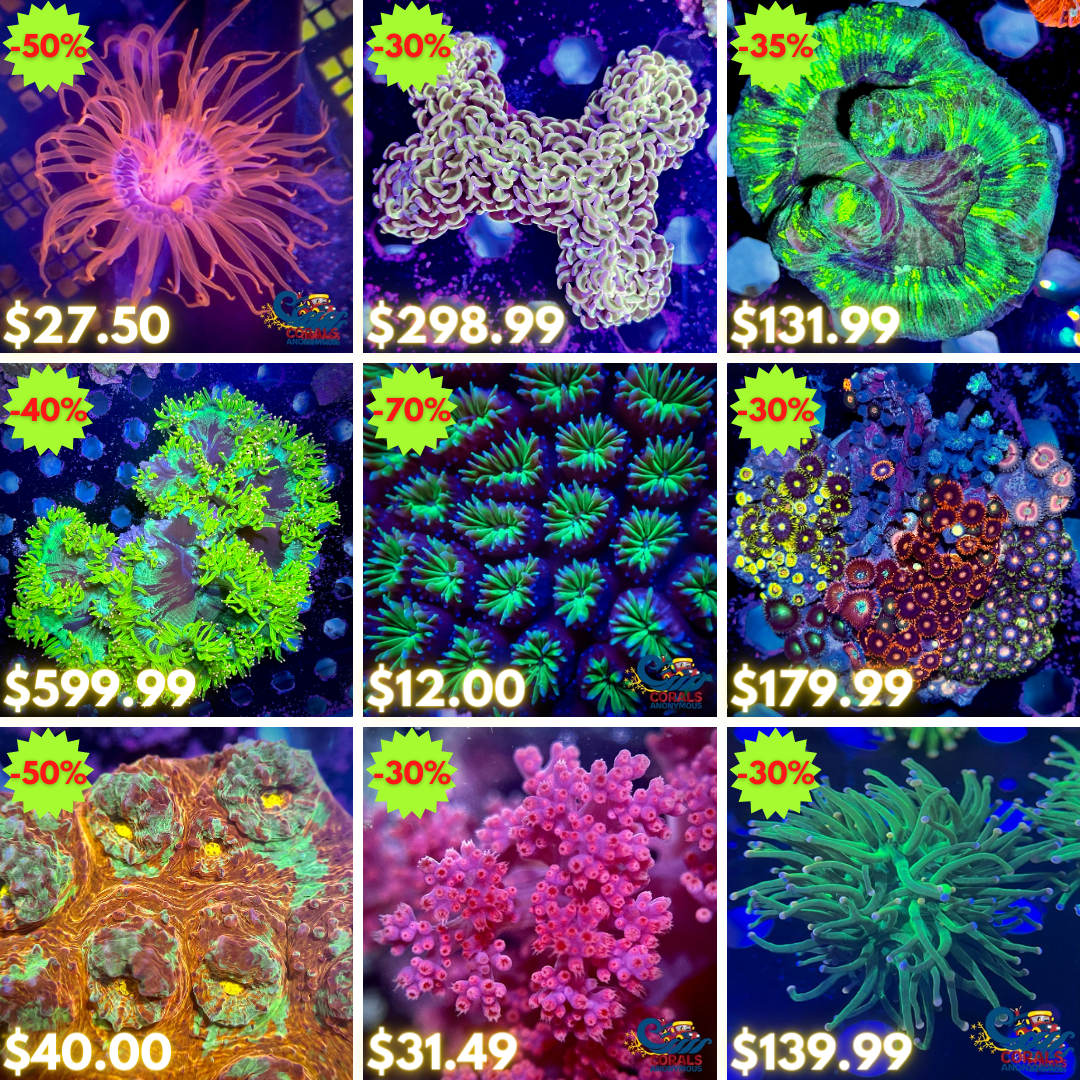 REEF2REEF COLLAGE (56).png