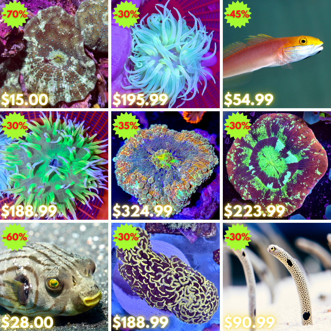 REEF2REEF COLLAGE (57).png