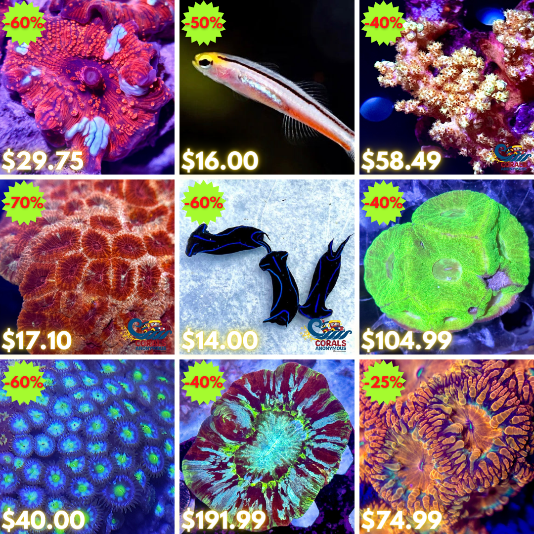 REEF2REEF COLLAGE (58).png