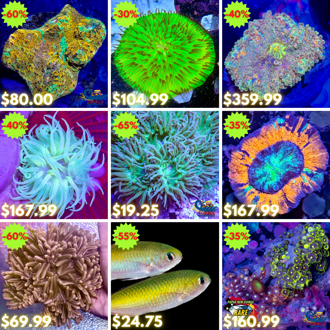 REEF2REEF COLLAGE (59).png