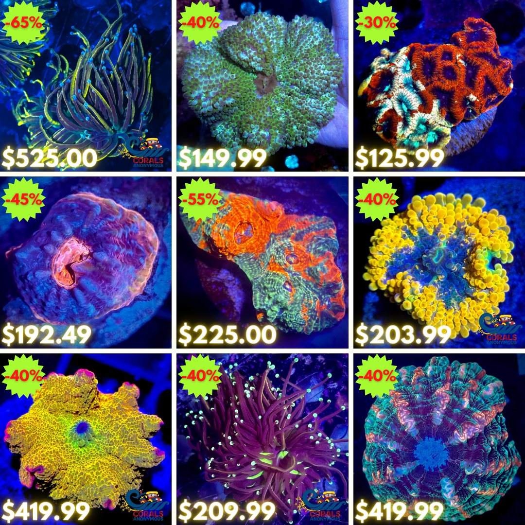 REEF2REEF COLLAGE (6).png