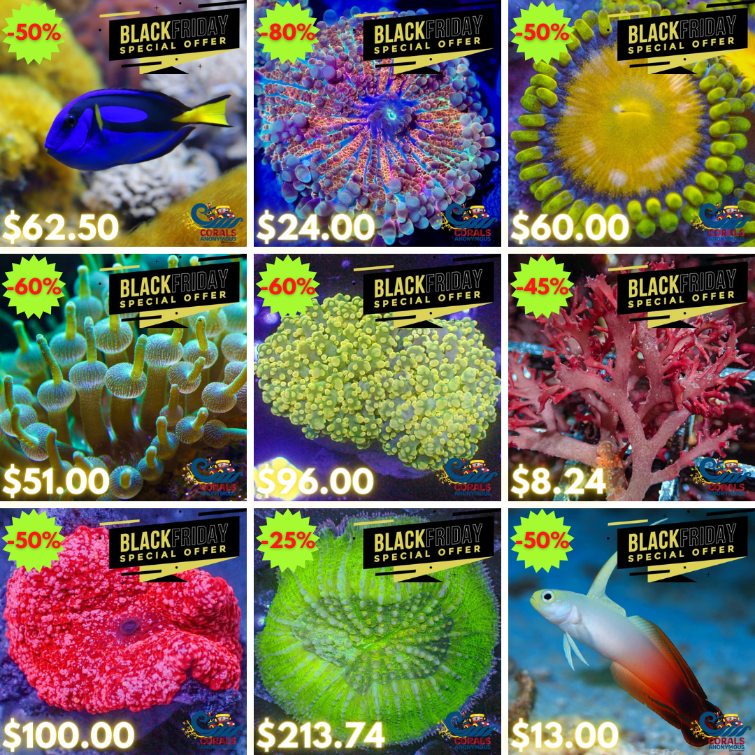 REEF2REEF COLLAGE (6).png