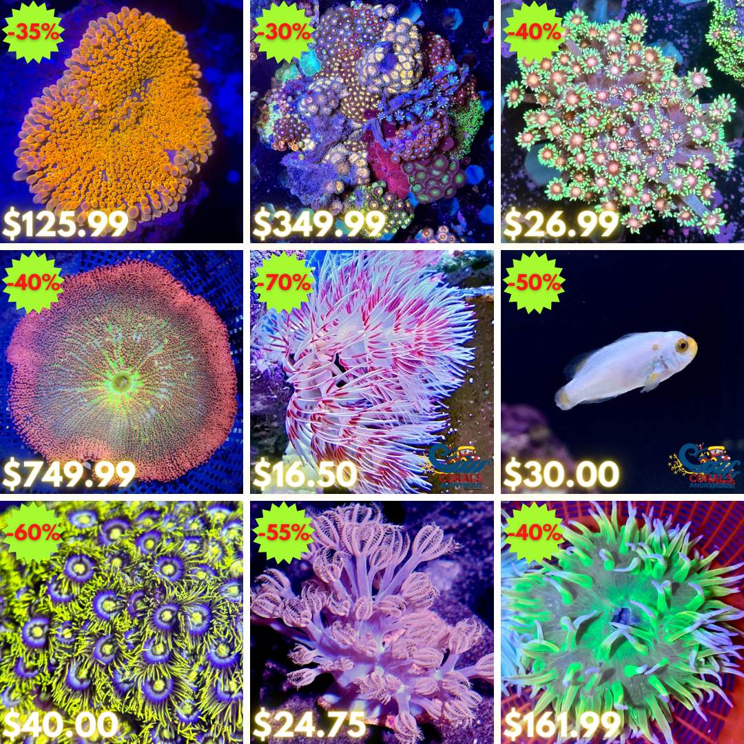 REEF2REEF COLLAGE (60).png