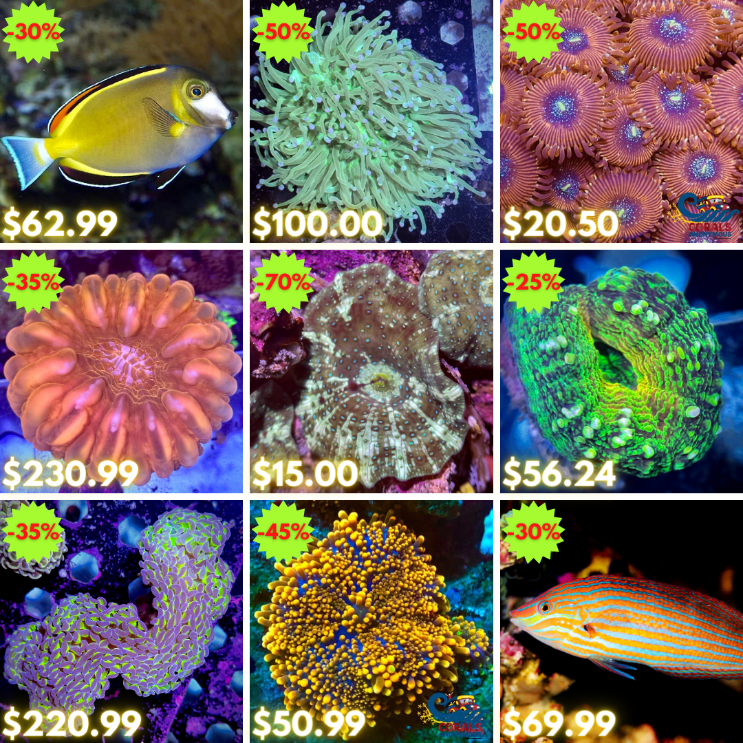 REEF2REEF COLLAGE (61).png