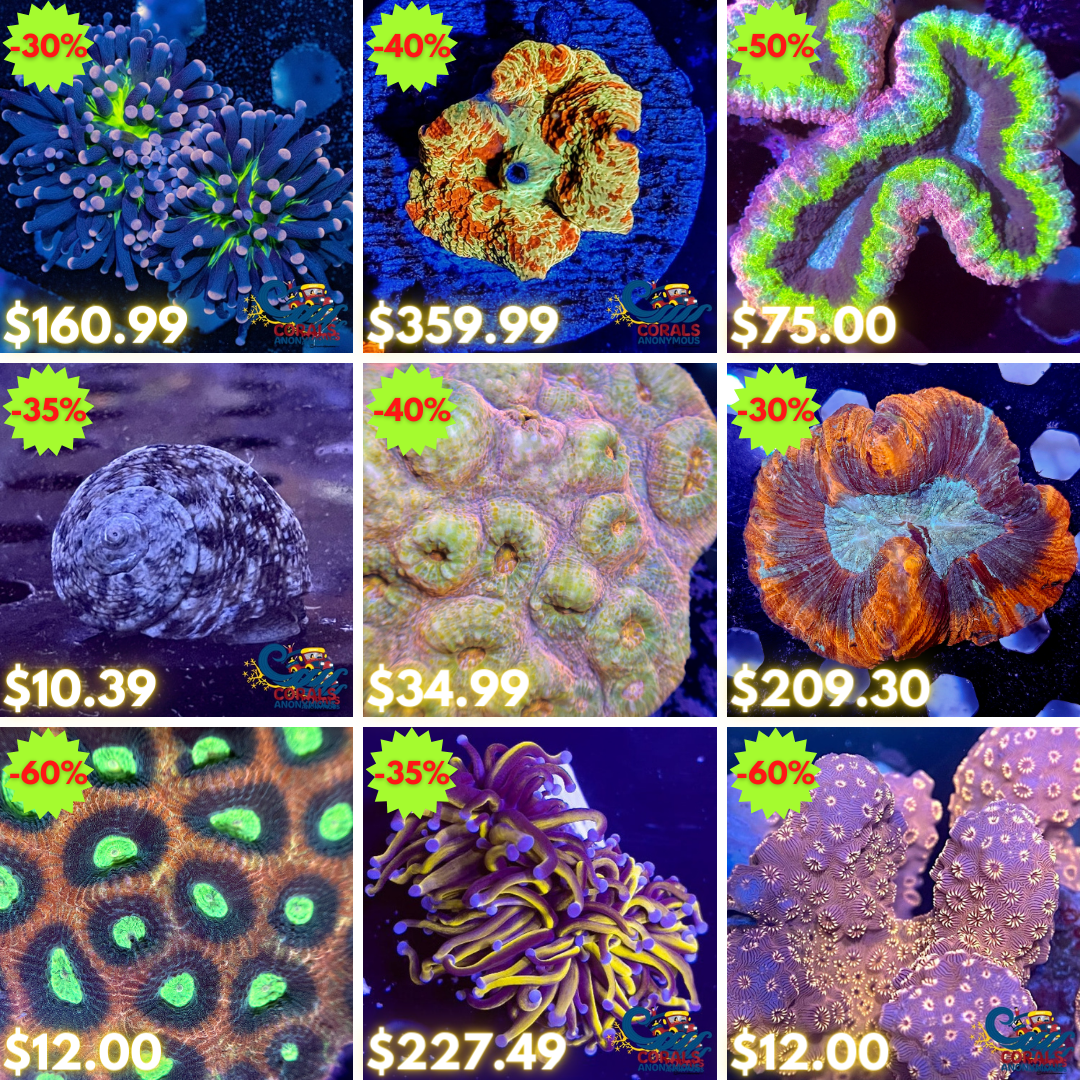 REEF2REEF COLLAGE (62).png