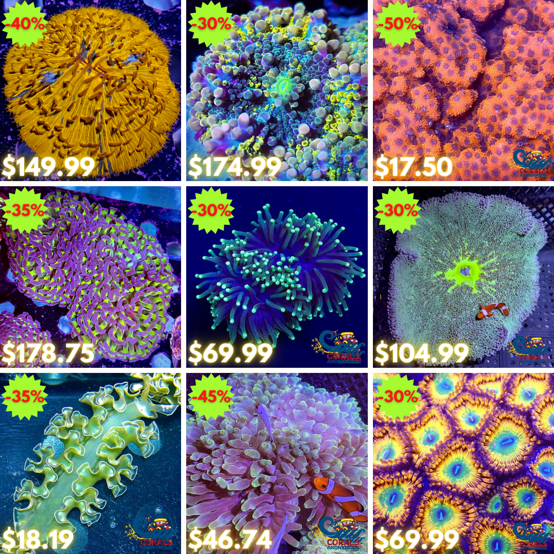 REEF2REEF COLLAGE (63).png