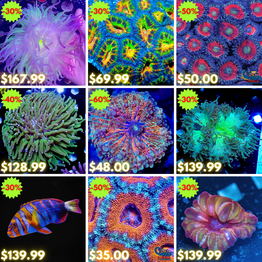 REEF2REEF COLLAGE (65).png