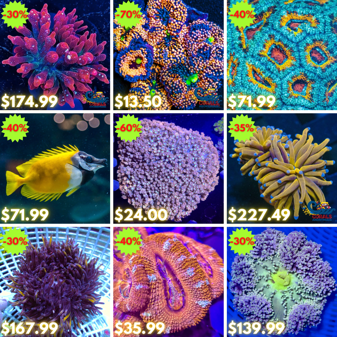 REEF2REEF COLLAGE (66).png