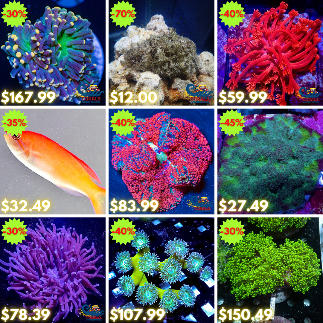 REEF2REEF COLLAGE (67).png