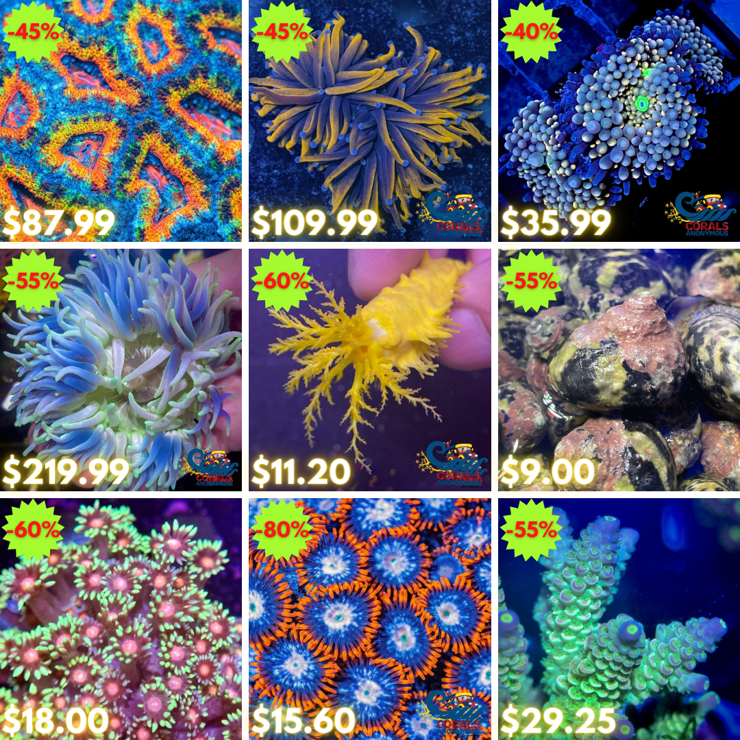 REEF2REEF COLLAGE (68).png