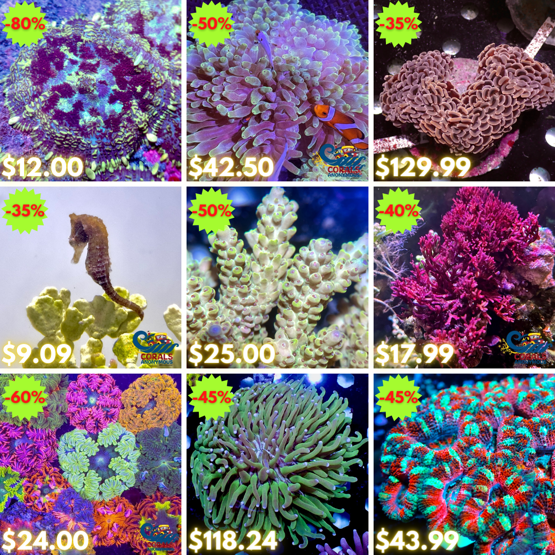 REEF2REEF COLLAGE (69).png