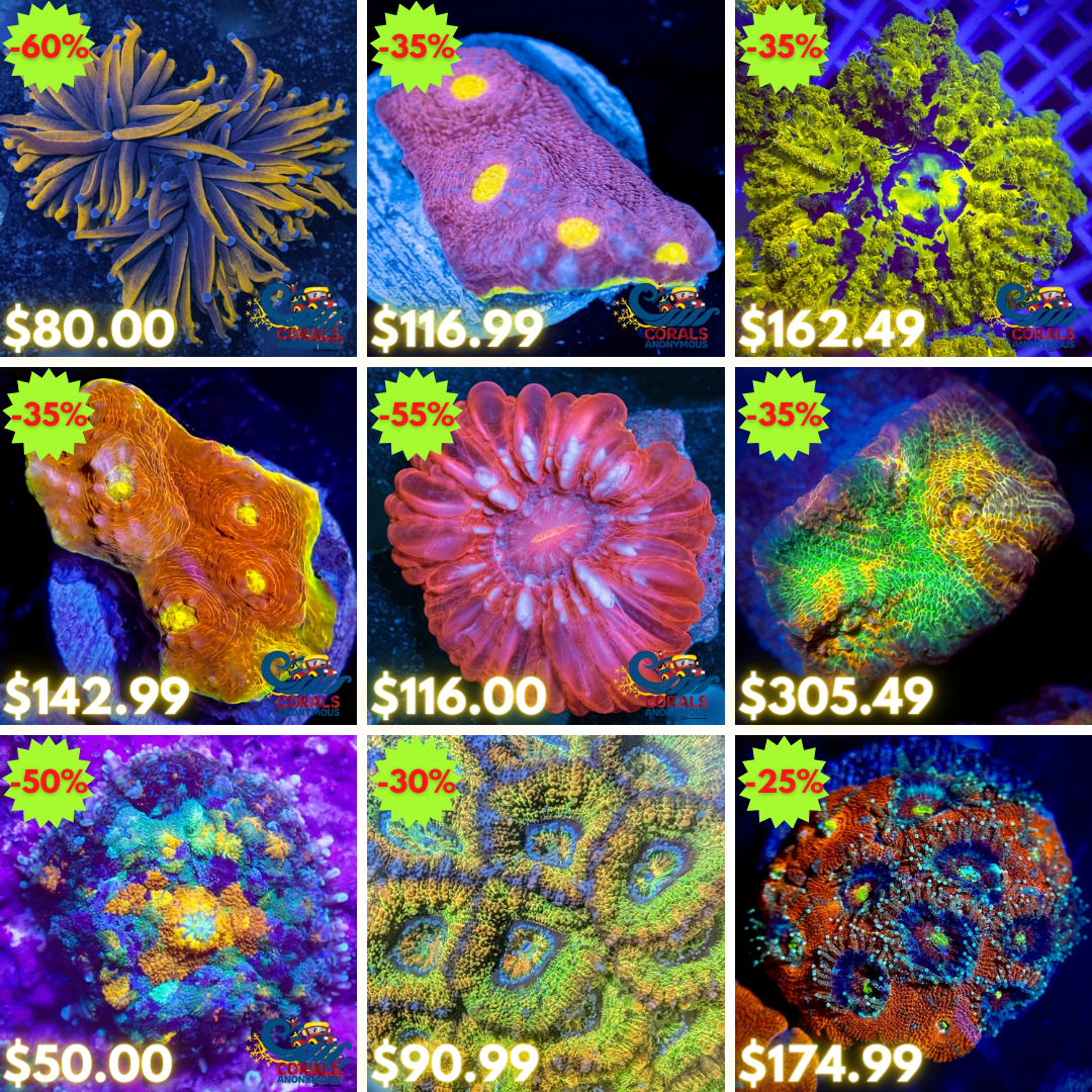 REEF2REEF COLLAGE (7).png