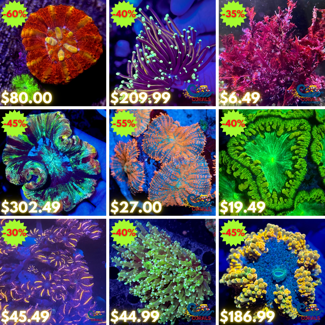 REEF2REEF COLLAGE (7).png