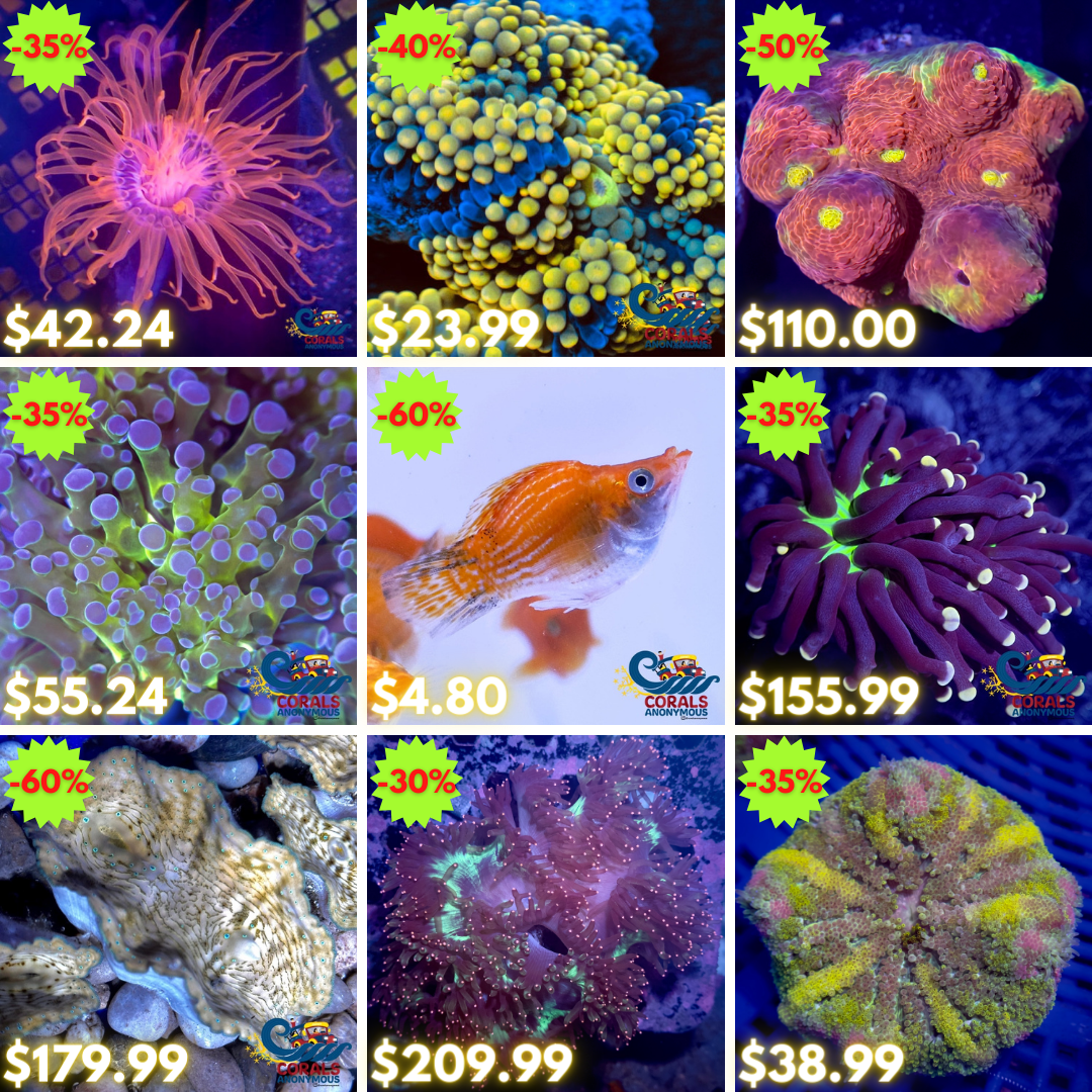 REEF2REEF COLLAGE (7).png