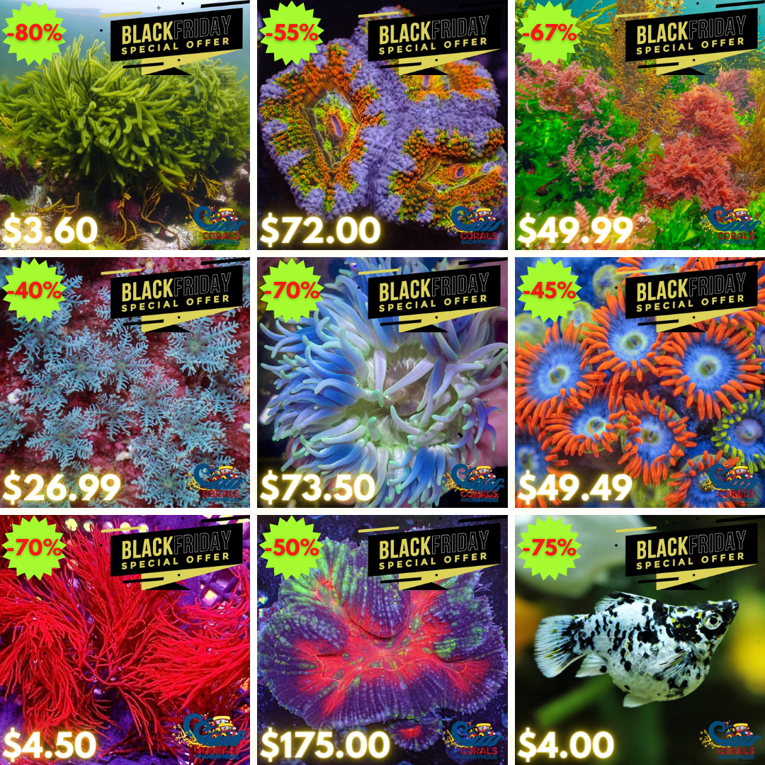 REEF2REEF COLLAGE (7).png