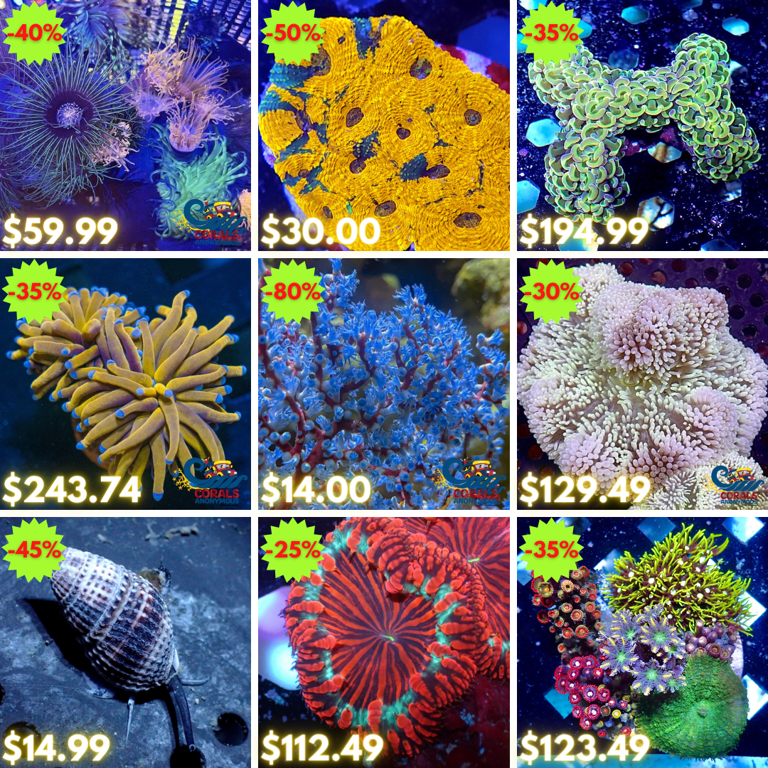 REEF2REEF COLLAGE (70).png