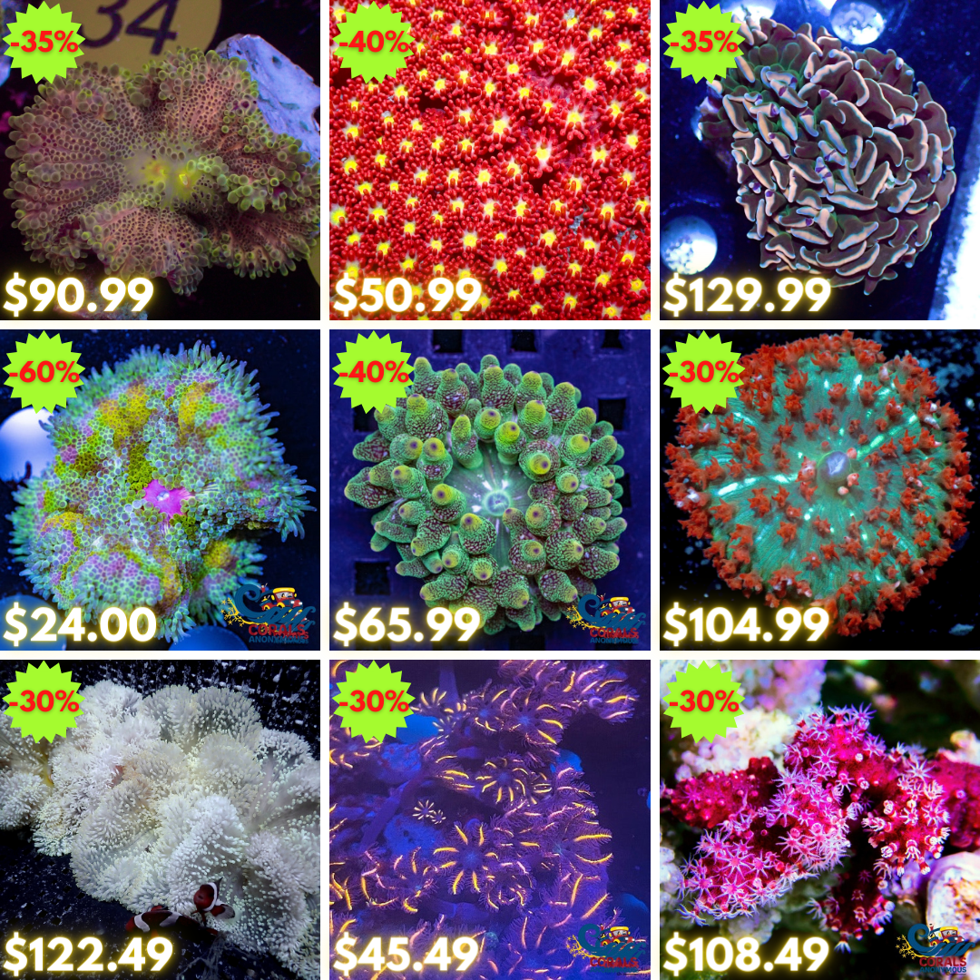 REEF2REEF COLLAGE (71).png