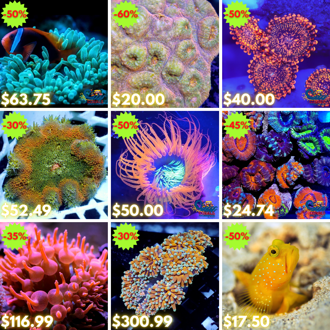 REEF2REEF COLLAGE (72).png