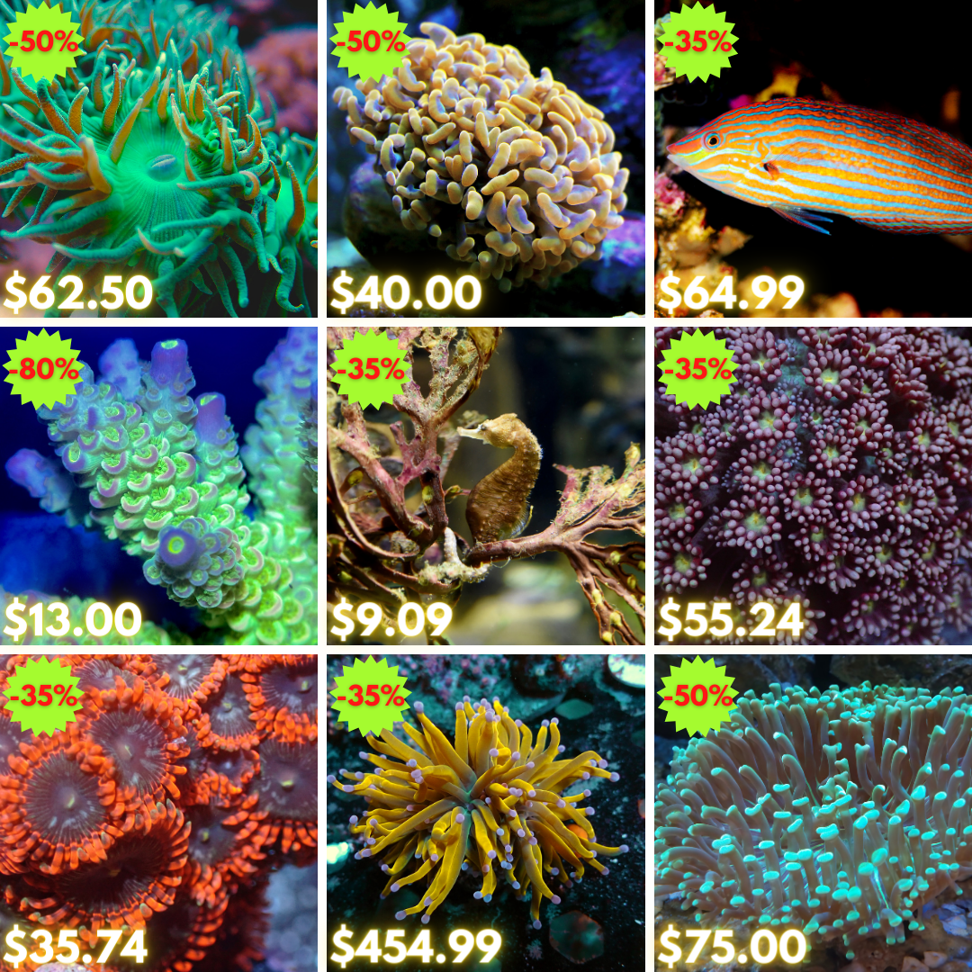 REEF2REEF COLLAGE (73).png