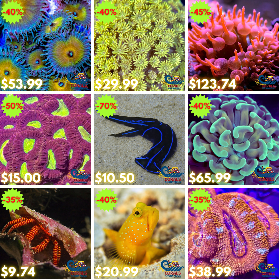 REEF2REEF COLLAGE (74).png