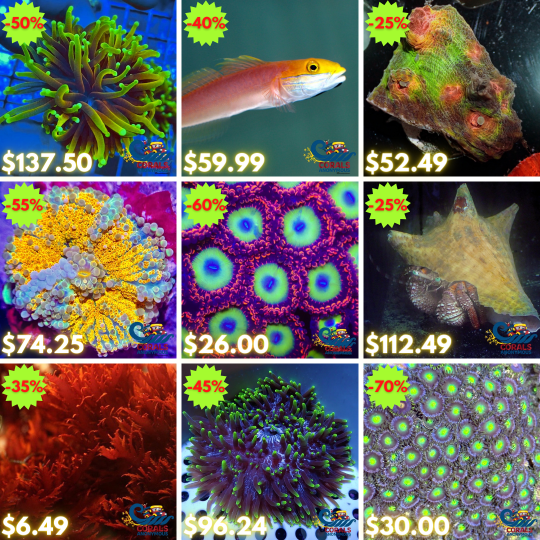 REEF2REEF COLLAGE (76).png