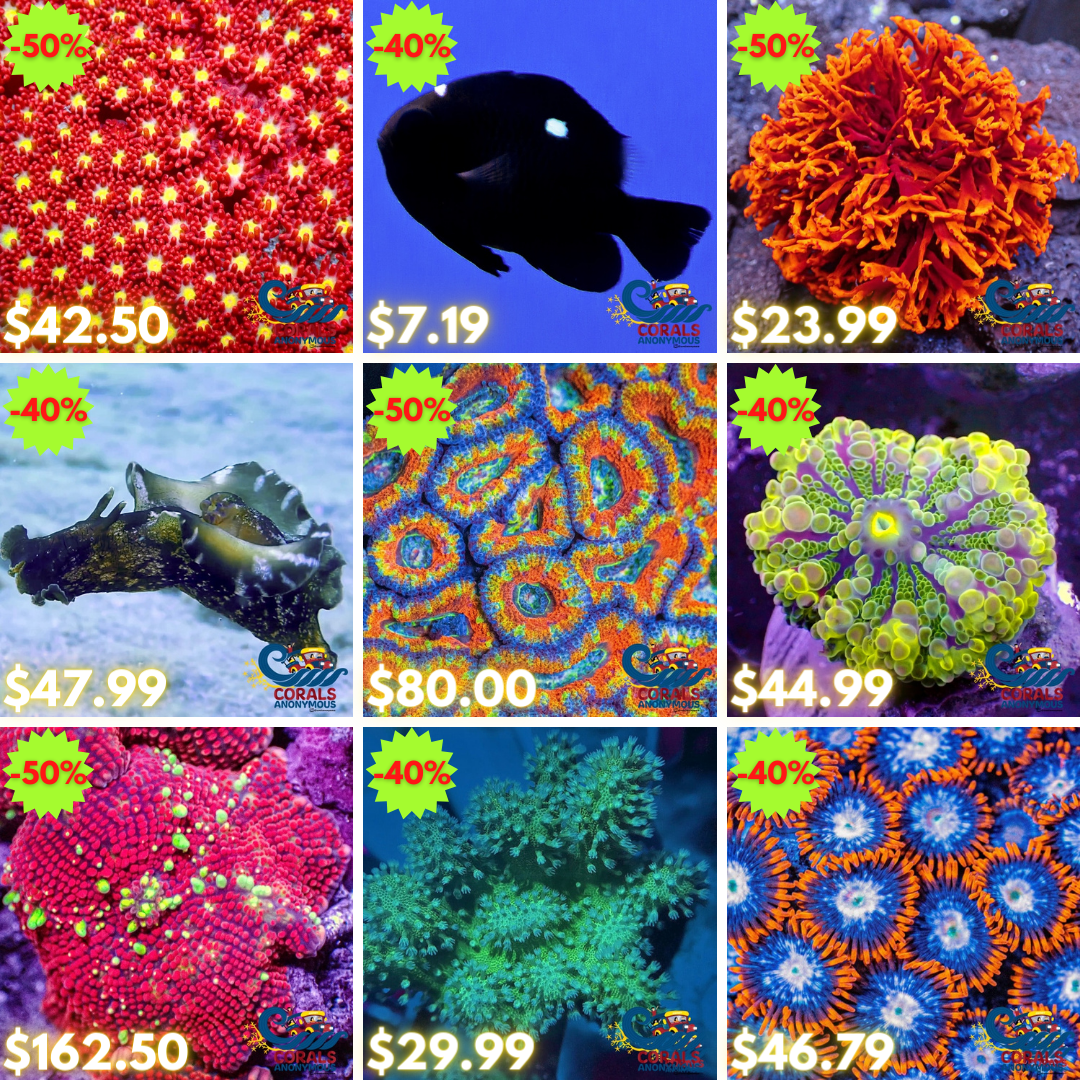 REEF2REEF COLLAGE (8).png