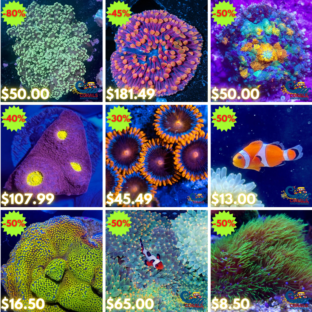 REEF2REEF COLLAGE.png