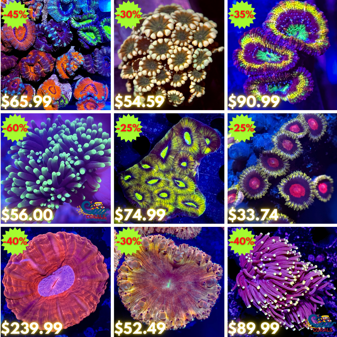 REEF2REEF COLLAGE.png