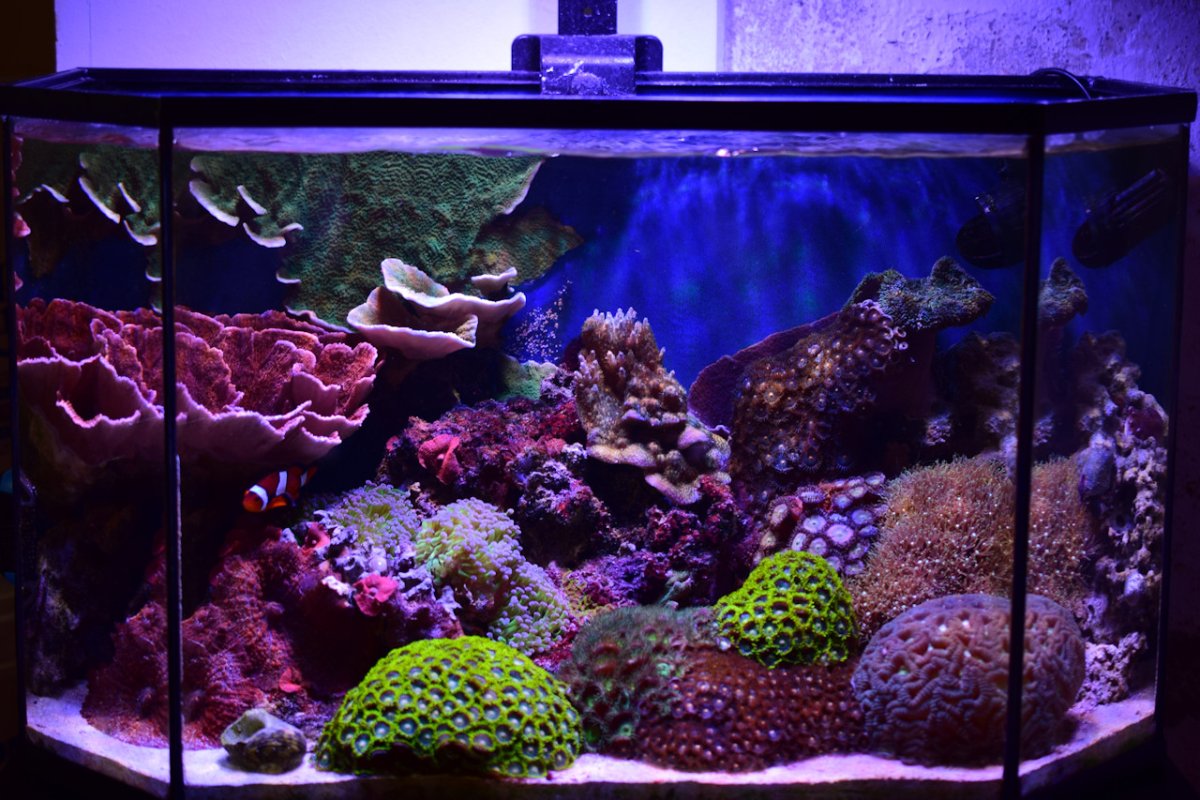 Reef61L-2024-03-13.jpg