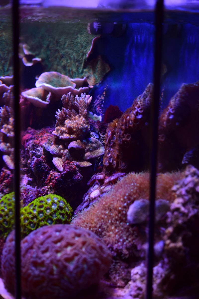 Reef61L-2024-03-13-Panorama.jpg