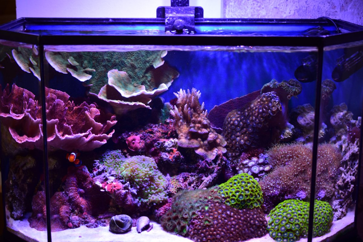 Reef61L-2024-05-12.jpg