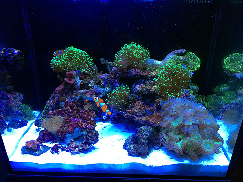 REEF_0823.2017.jpg