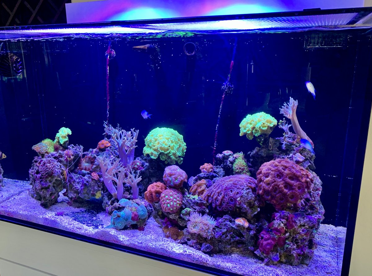 Reef_IMG_5175.jpg