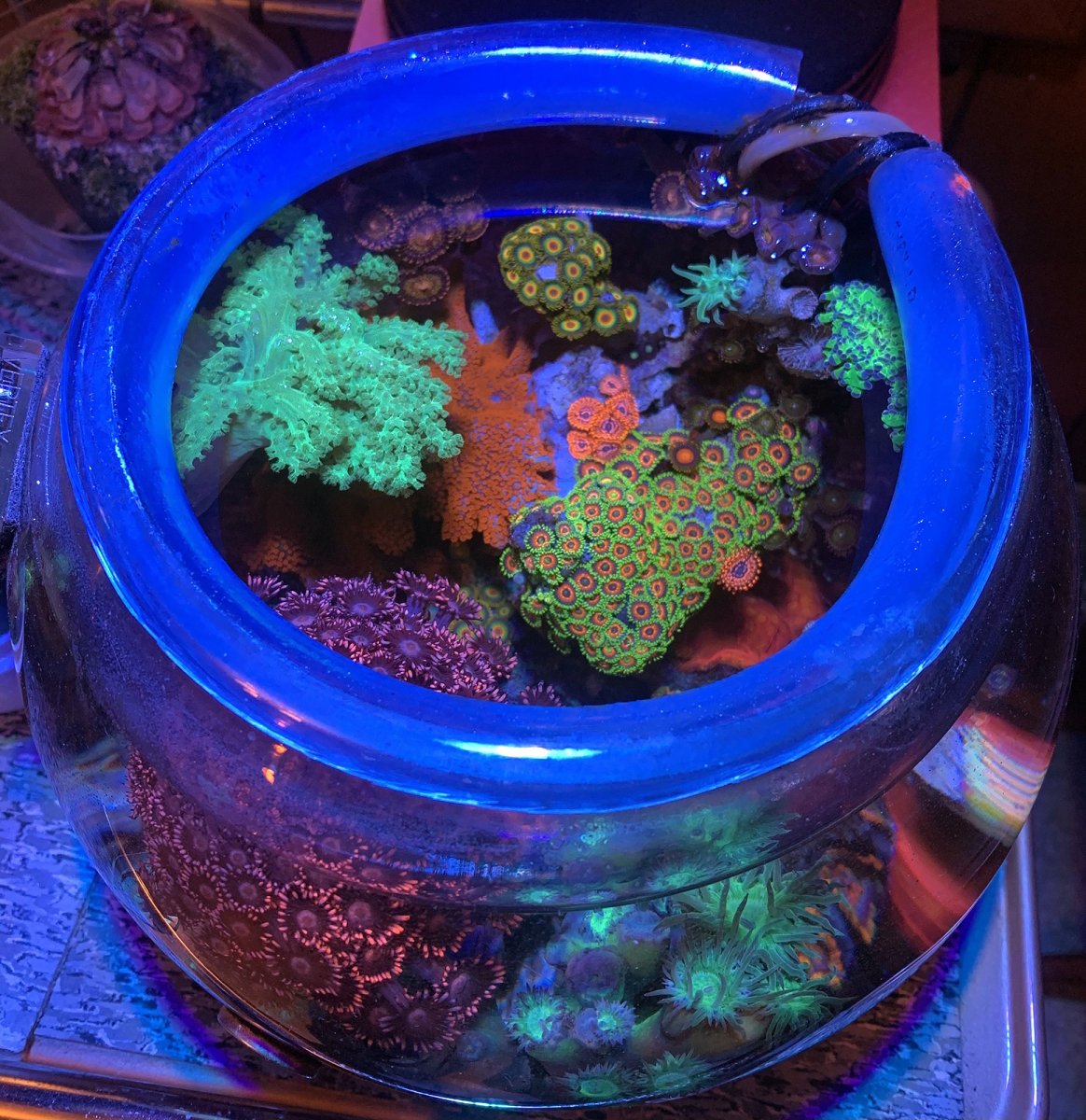 reefbowl.jpg