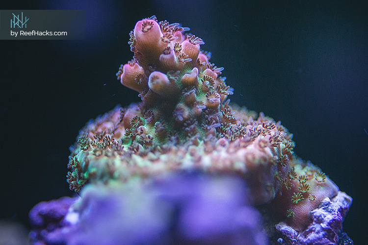 REEFER170_ReefHacks_006.jpg