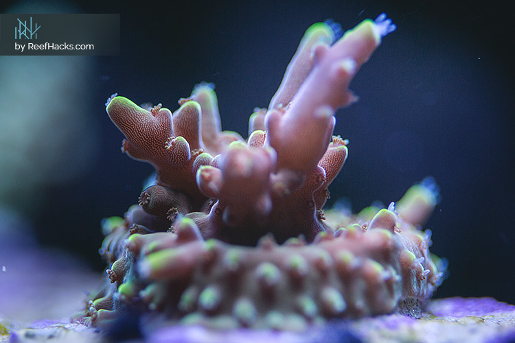 REEFER170_ReefHacks_007.jpg