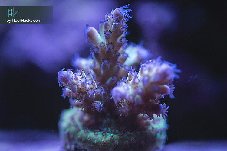 REEFER170_ReefHacks_008.jpg