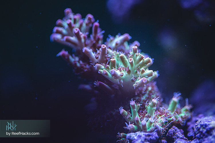 REEFER170_ReefHacks_009.jpg