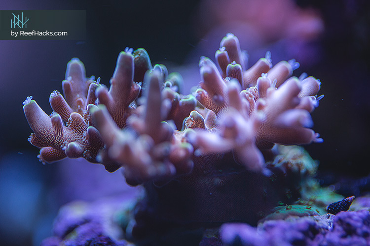 REEFER170_ReefHacks_012.jpg